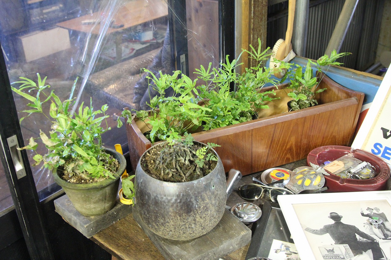 枯れかけたシダ植物