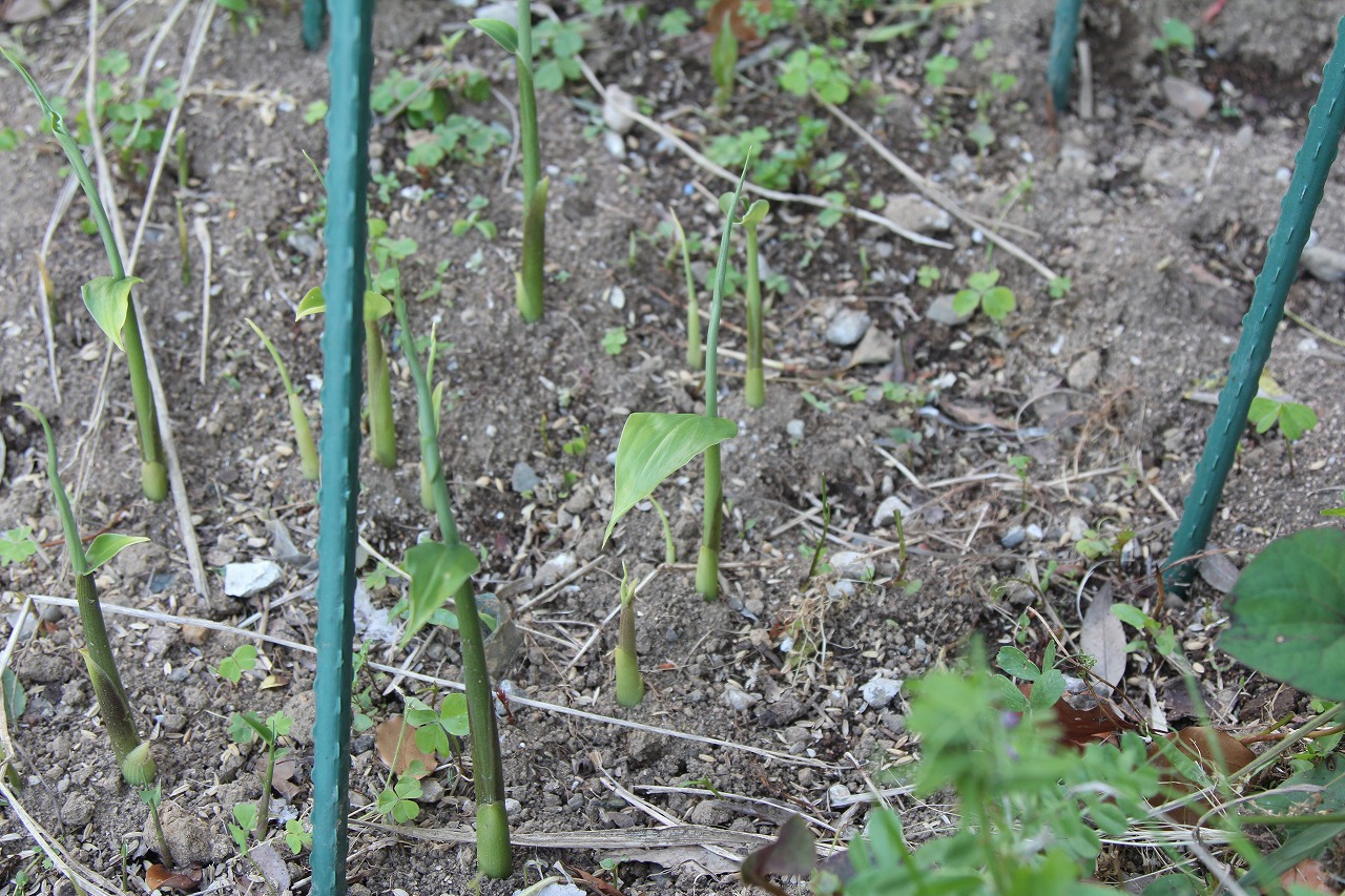 畑で茗荷がにょきにょきと伸びている様子