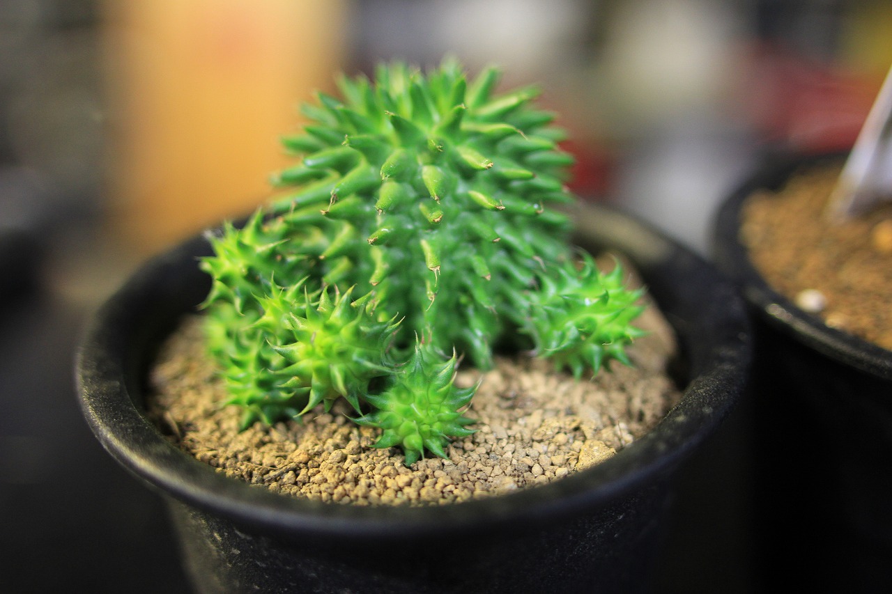 購入した多肉植物とポット