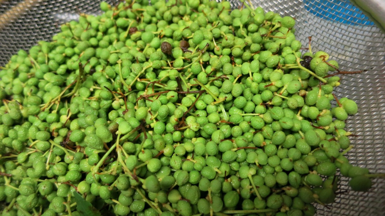 大量に茹でられた山椒の実の保存準備