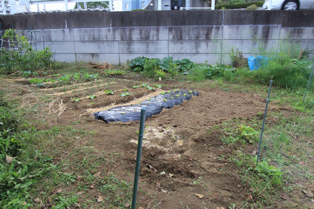 KB農園の畝間に藁を敷く前の様子