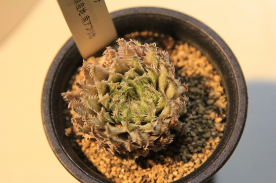 アドバイス後、徐々に緑を取り戻し始めた多肉植物