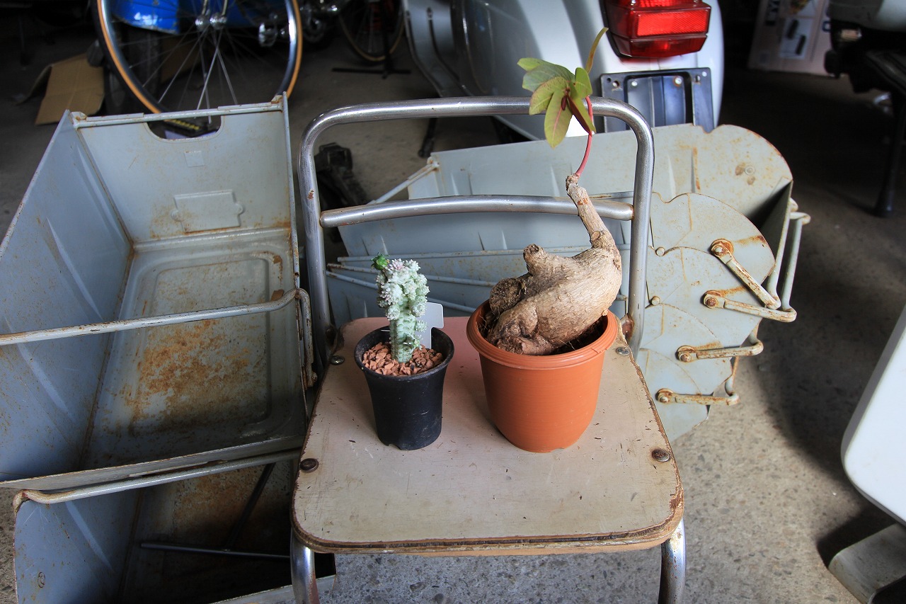 植物や店舗用品を買って喜んでいる様子