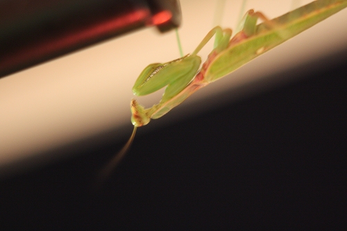 大量発生したカマキリ、店内の壁に張り付く様子