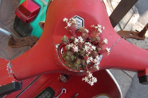 メーター穴に植えられた多肉植物