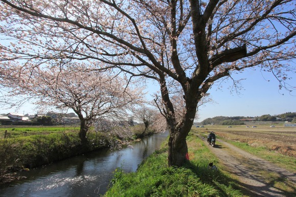 桜並木が続く田舎道