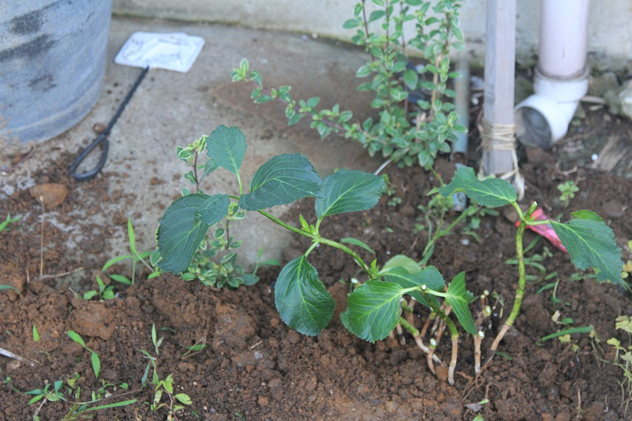 紫陽花を地面に植え付けている作業の様子