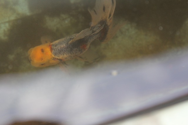 広いプラ船でのびのびと泳ぐ金魚の様子