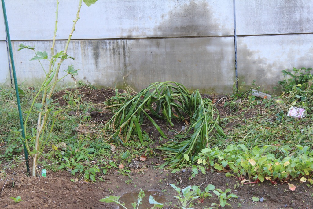日陰に移植した後のミョウガの写真