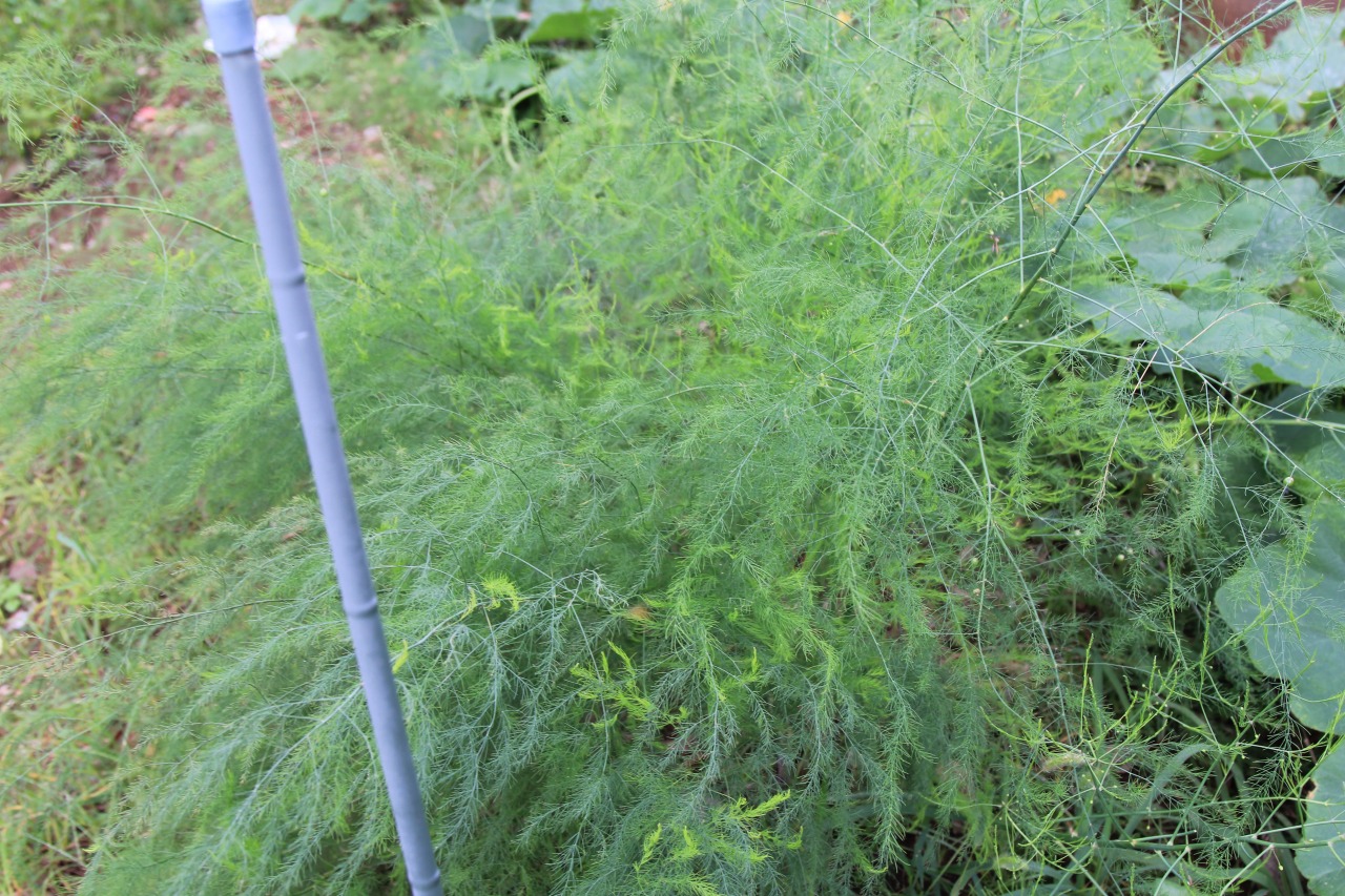 畑に育つアスパラガス