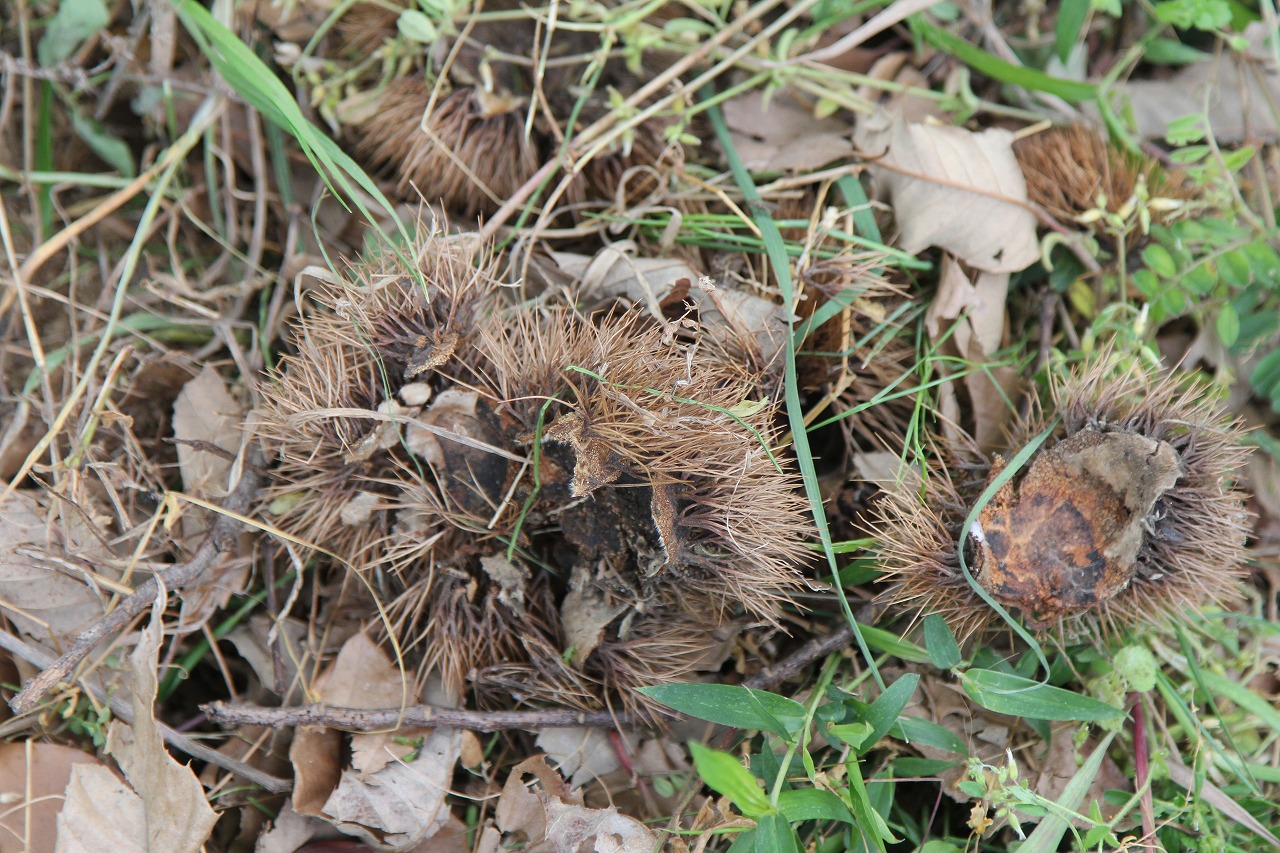 草に埋もれて見えづらくなったイガグリの実