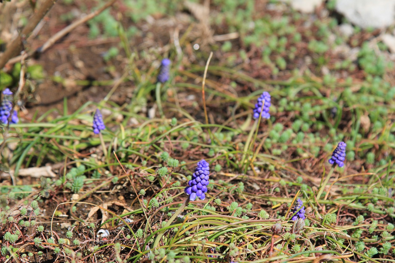 軒先に咲くムスカリの花