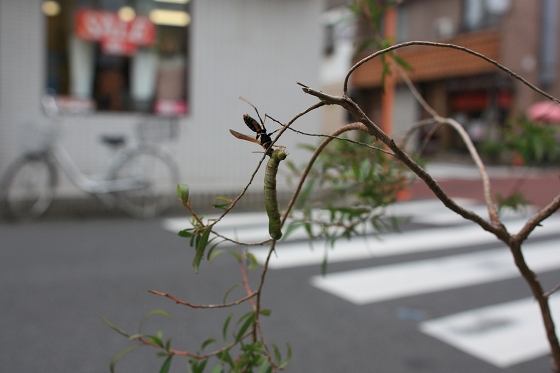 噛み続ける蜂と抵抗する芋虫の接近写真。