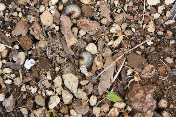 土の表面に現れた大量の幼虫の死骸