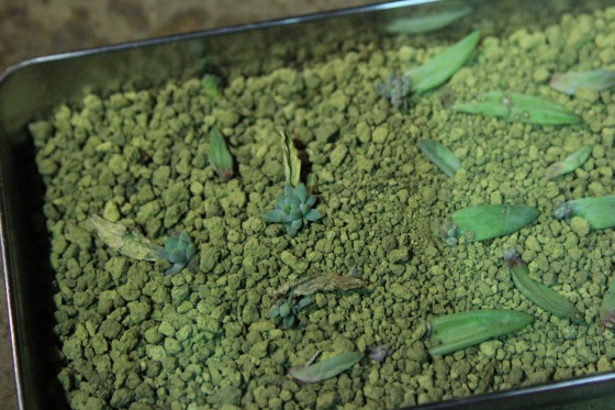 挿し芽で増えた多肉植物の成功例