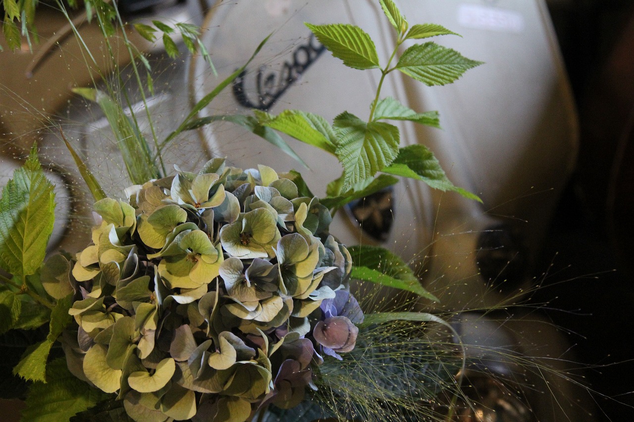 ハイドランジア(西洋アジサイ)を購入した鉢植えの様子