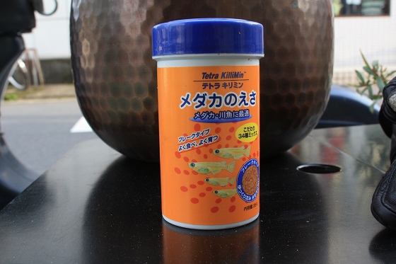 餌を撒いた瞬間に水面に集まるメダカたちの様子