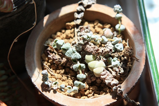 多肉植物、茎が残っているが不安な状態。