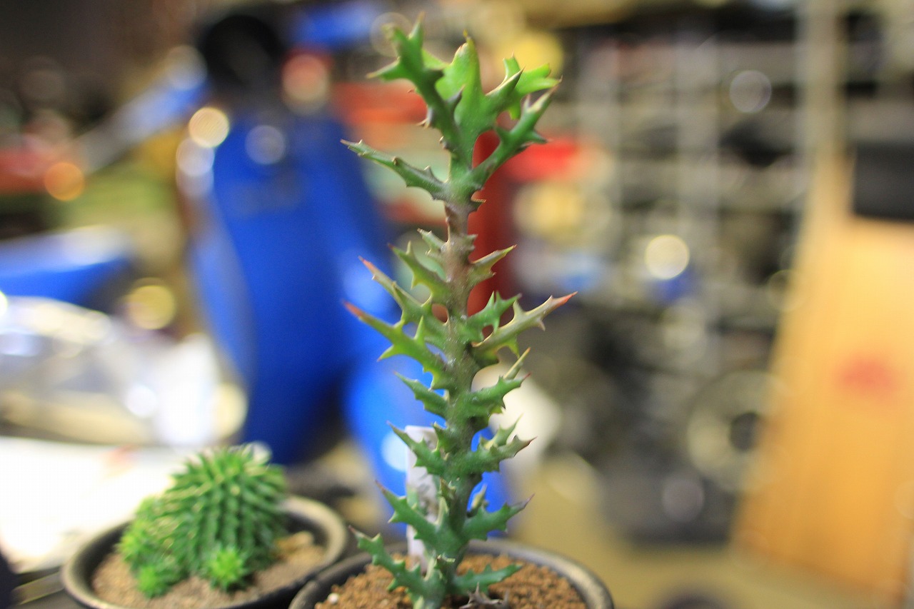moora mooraさんの植物販売棚