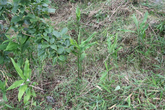 雑草の中から顔を出した茗荷の芽