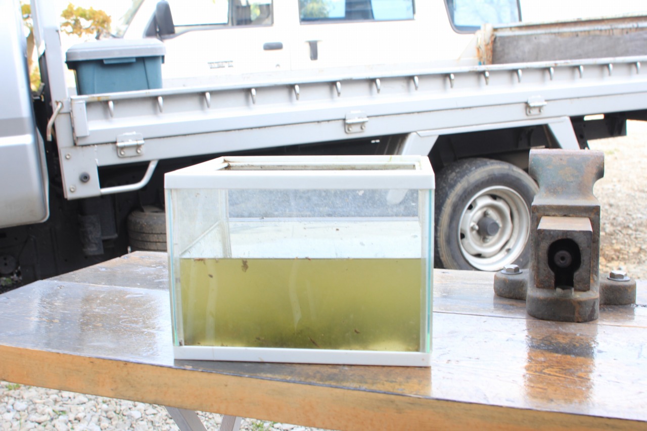 水が落ち着くまでの間、仮住まいで待機する水棲生物たちの様子