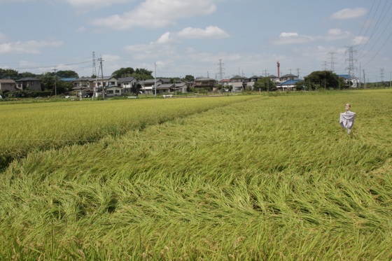 案山子の足元だけ稲が倒れている光景