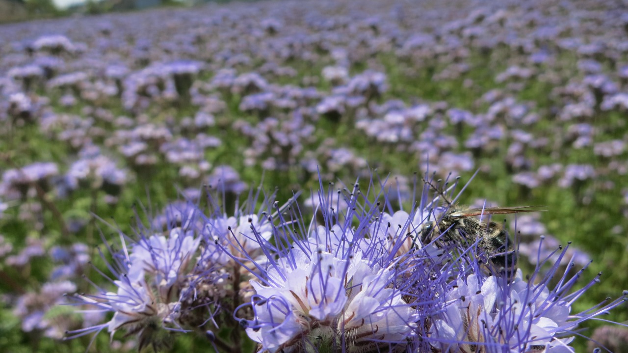 蜜を求めて花のまわりを飛び交う蜂たち。