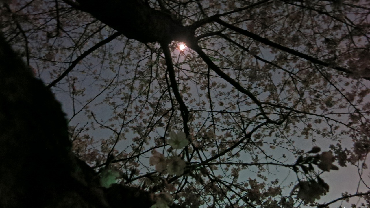 夜桜を楽しむ風景
