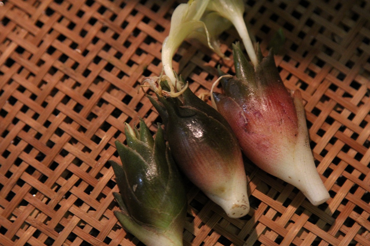 自家栽培の茗荷を手に収穫した直後の写真