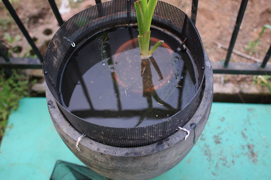 生態系が始まったばかりの植木鉢ビオトープ