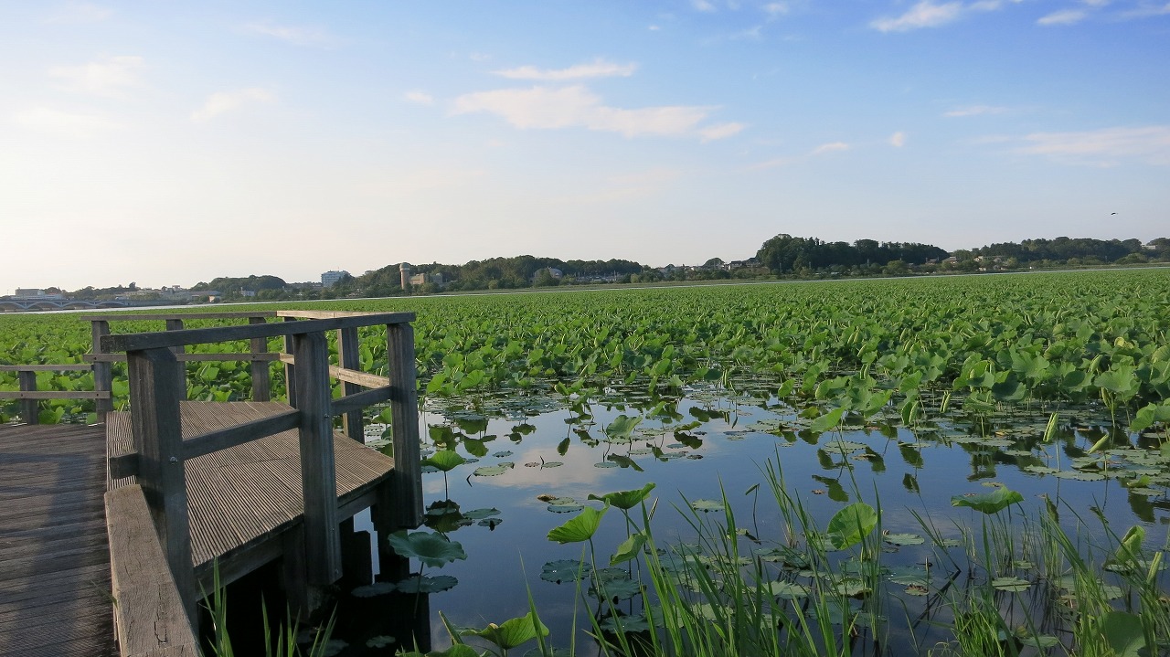 眼前に広がる無数の蓮が咲く群生地