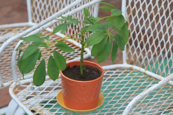 根が出た枝を鉢に植え替えたホンコンカボック。