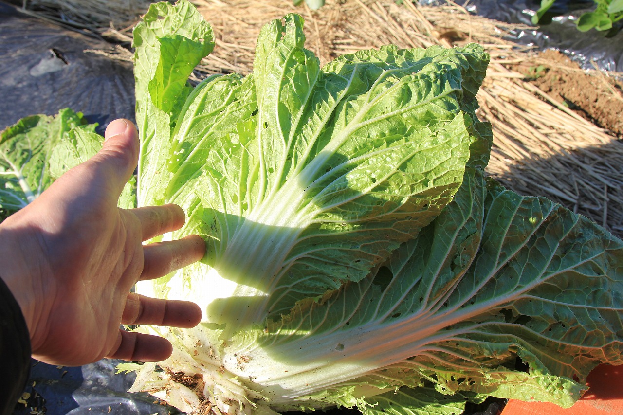 外葉に虫食いの跡がある白菜のクローズアップ