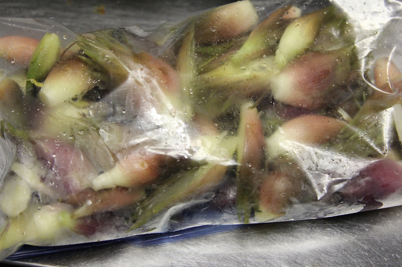 収穫した茗荷を冷凍庫へ保管する様子