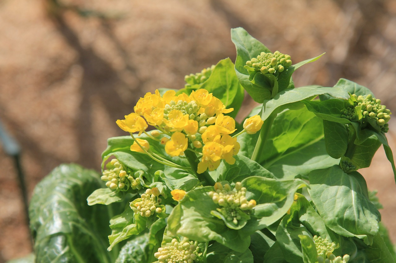 KB農園に咲く白菜の菜の花