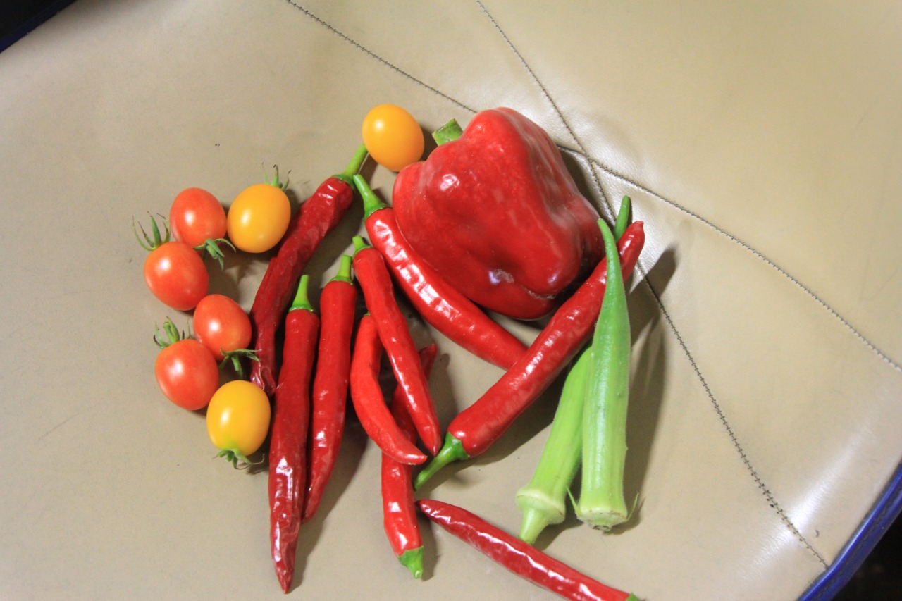 畑で収穫された唐辛子などの野菜たち