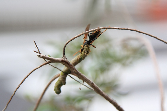 蜂が芋虫を食べ始める衝撃的な場面。