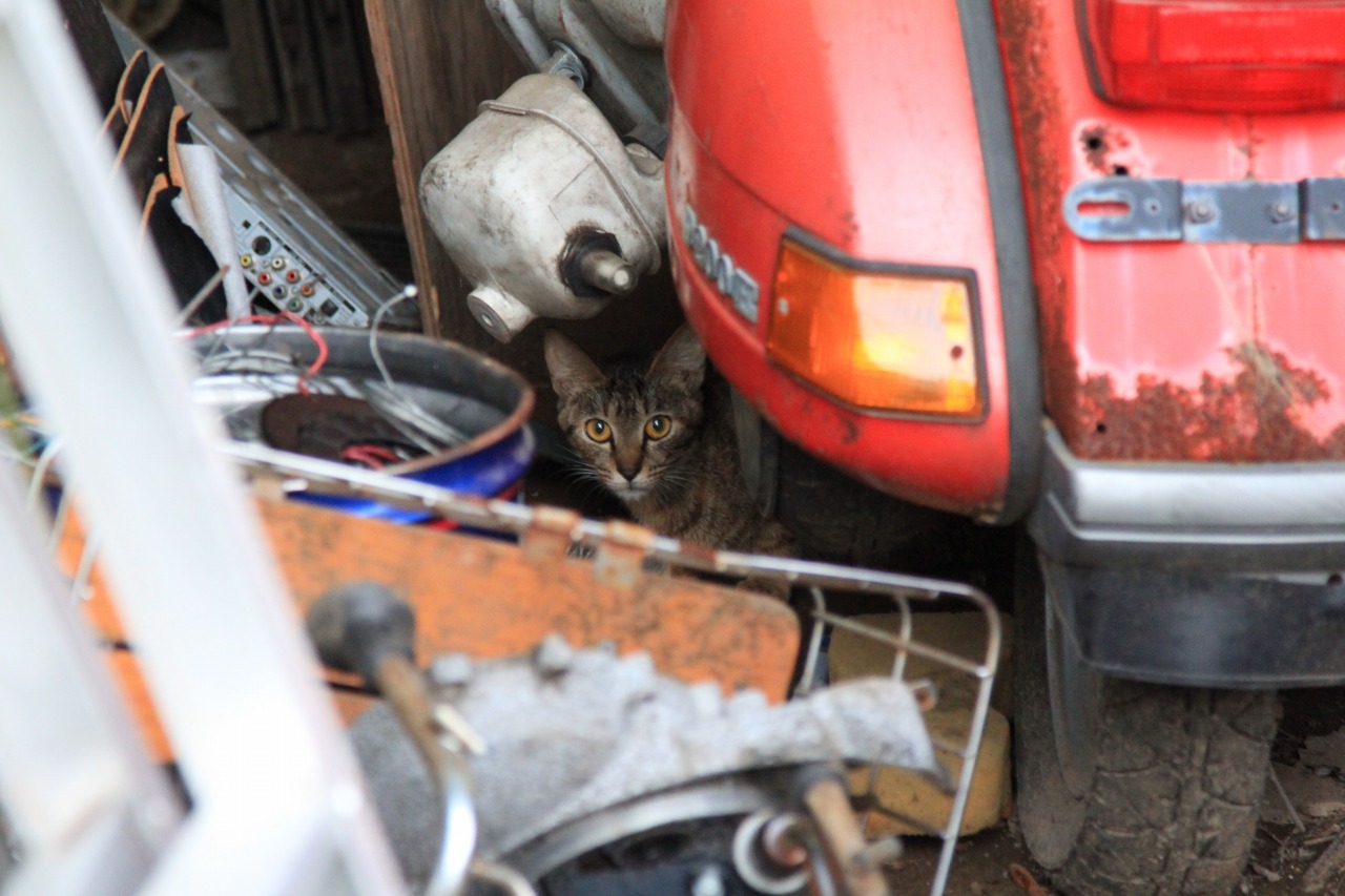ベスパの横でくつろぐ猫の様子