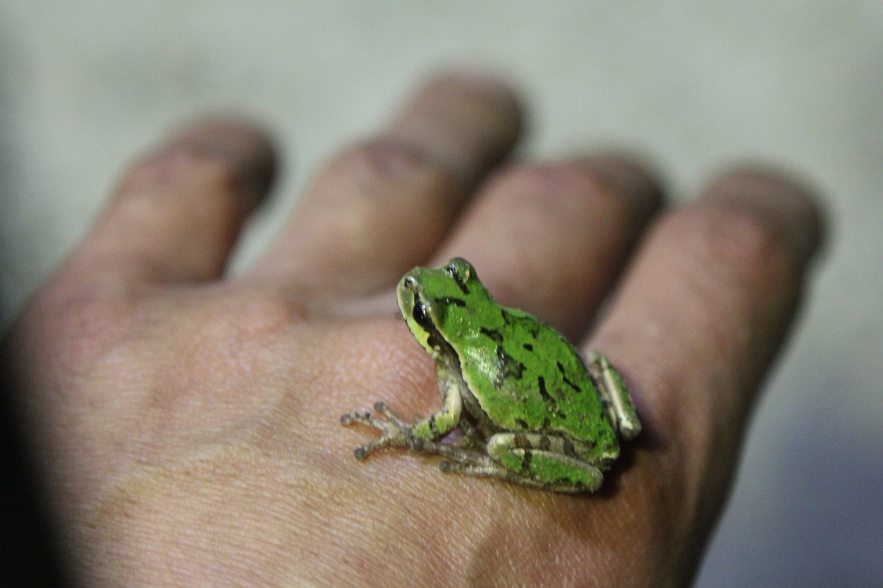 店内に迷い込んだ小さなアマガエル