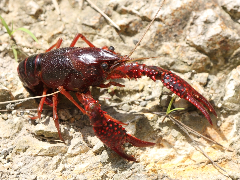 用水路で捕まえたザリガニ