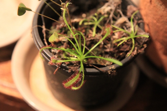 簡易温室で冬越しした食虫植物たち