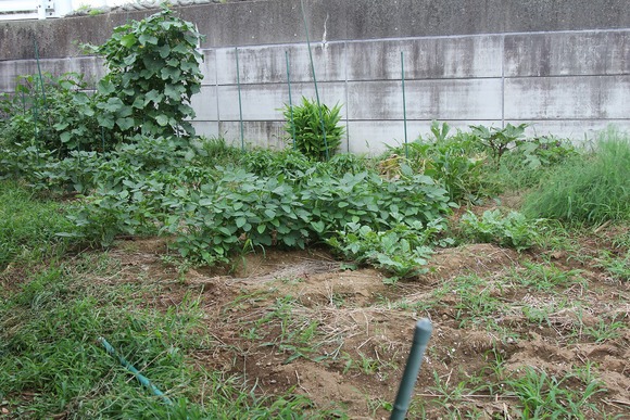 KB農園の最初に借りた畑に植えられたズッキーニの様子