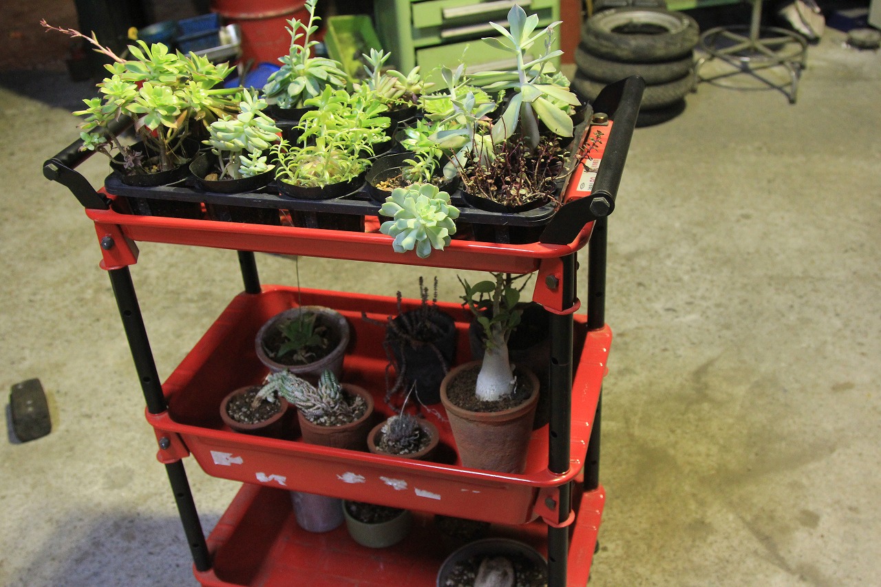新たに加わった多肉植物の寄せ植え