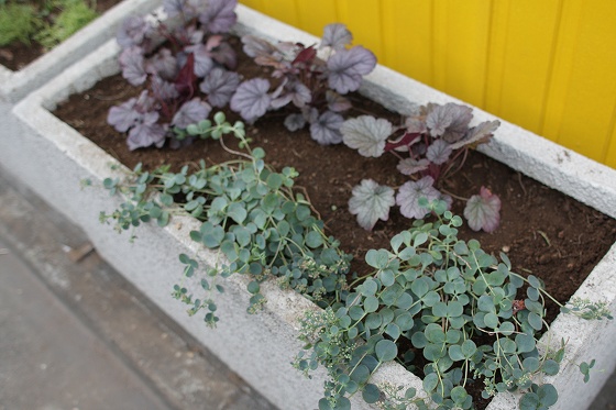 植え替え作業中の様子3