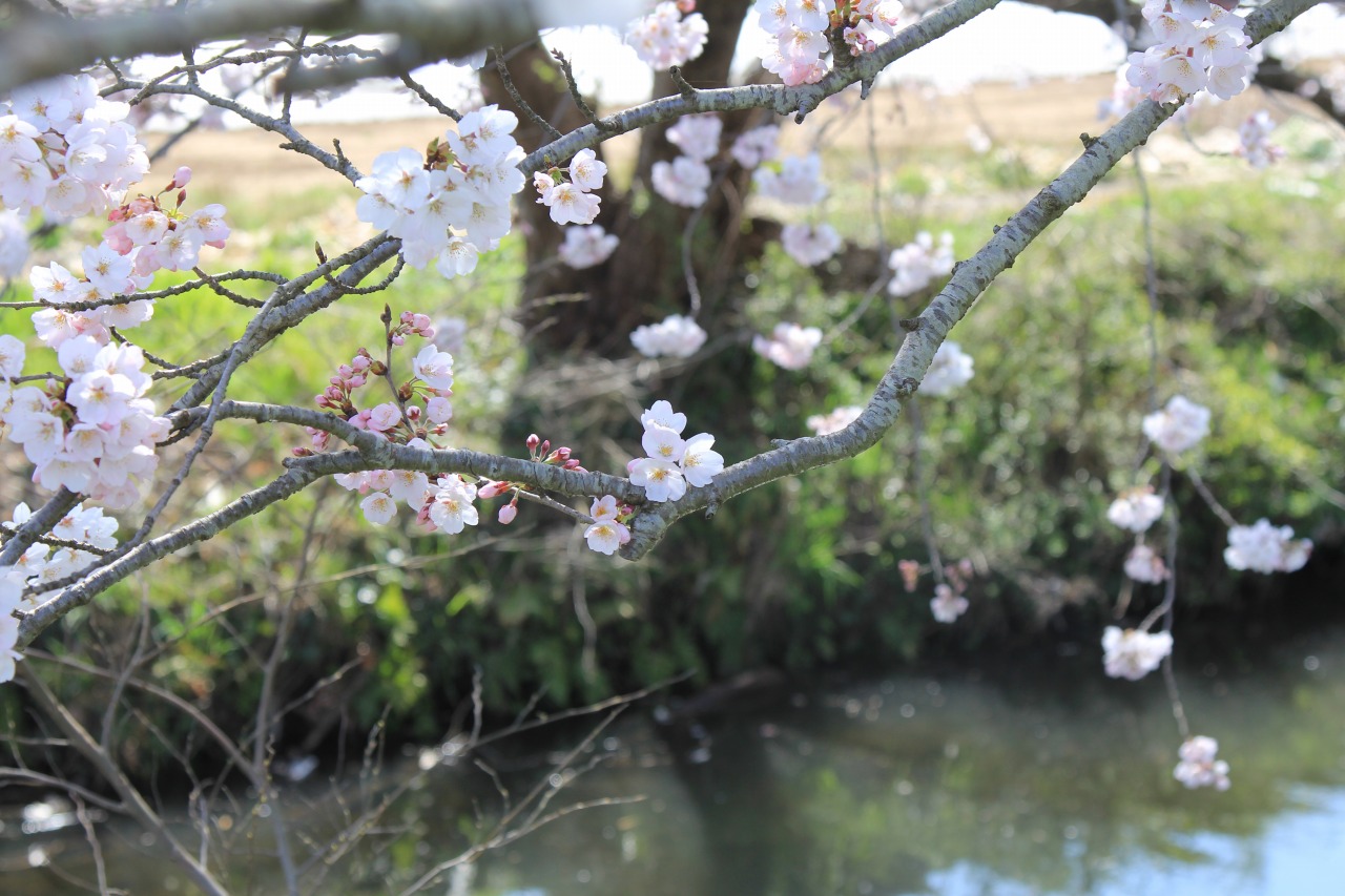 川面に舞い散る桜の花びら