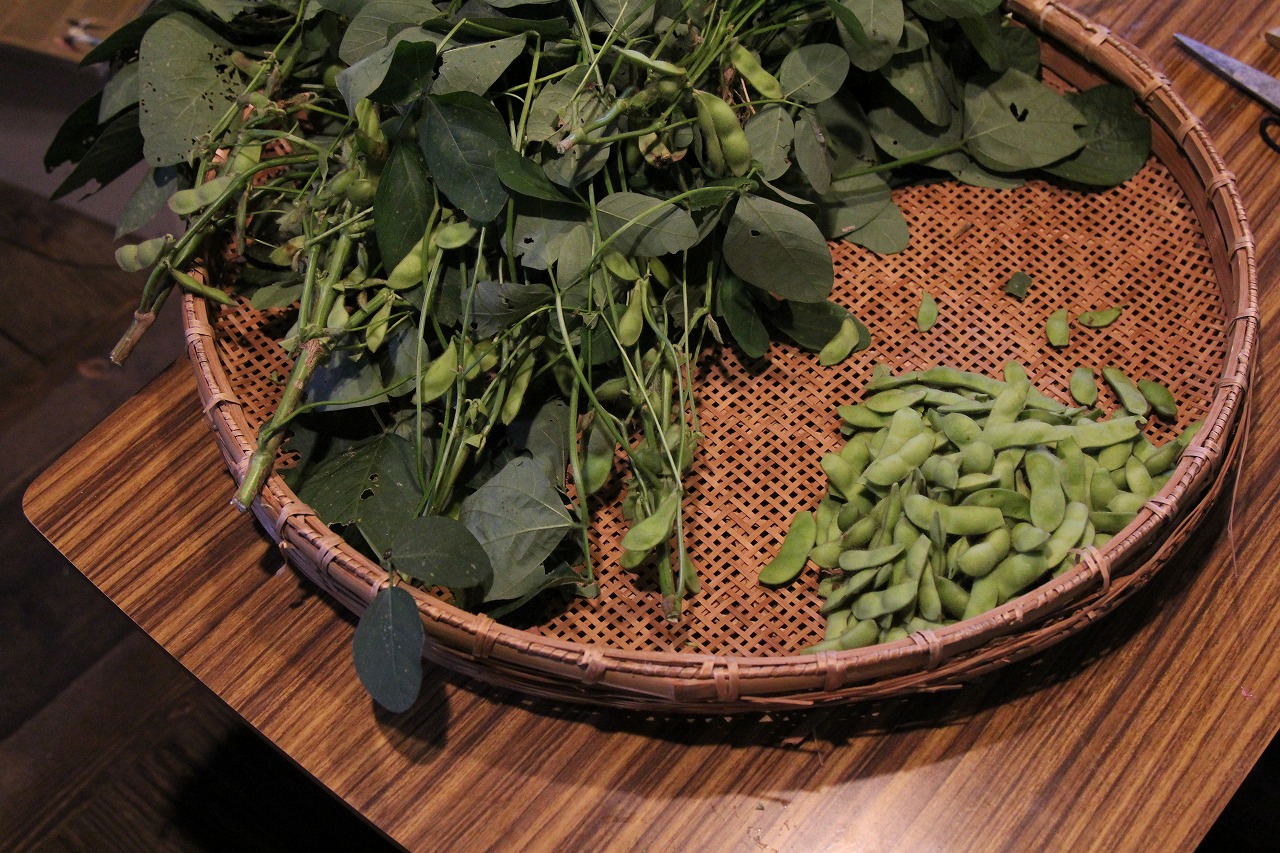 茹で上がった枝豆がザルに盛られている様子