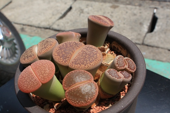 同じく脱皮後に暑さで弱った鉢植えの様子。