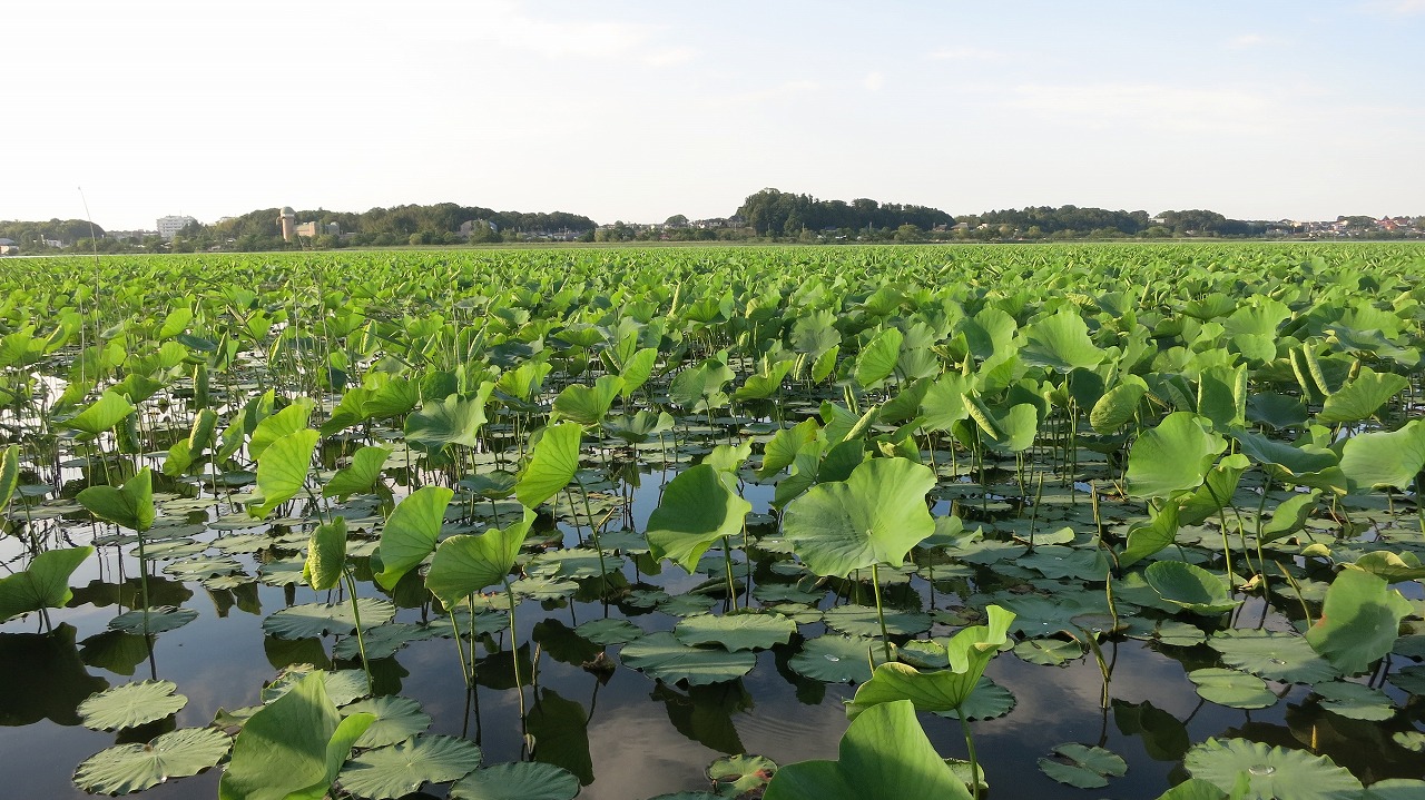 蓮の群生地の奥まで広がる一面の緑