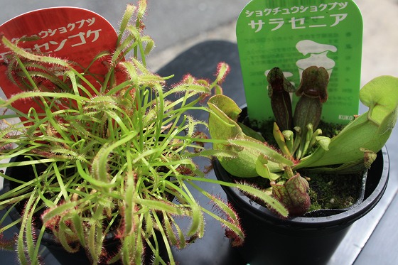 店内に新たに加わった3鉢の食虫植物。