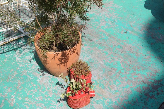 ベスパのシリンダーに植えた植物、元気に生育中。